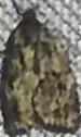 Choristoneura fumiferana (Spruce Budworm Moth)
