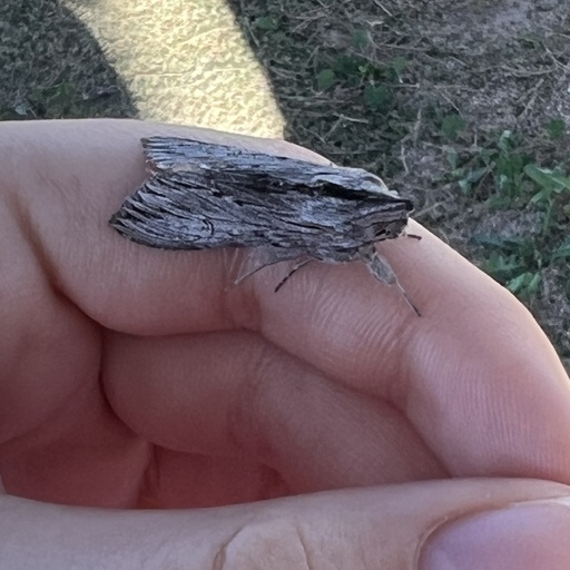 Cucullia intermedia (iNaturalist test)