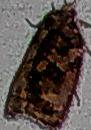 Choristoneura fumiferana (Spruce Budworm Moth)