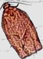 Choristoneura rosaceana (Oblique-banded Leafroller)