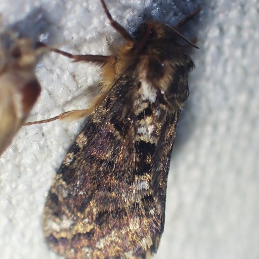 Korscheltellus gracilis (iNaturalist test)