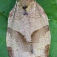 Choristoneura rosaceana (Oblique-banded Leafroller) — iNat (center-crop, downsampled)