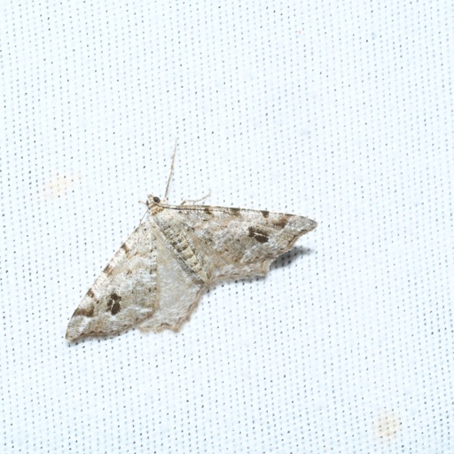 Macaria pinistrobata (iNaturalist test)