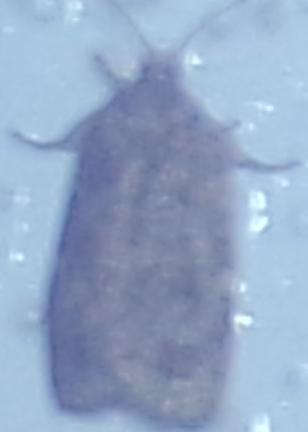Choristoneura fumiferana (Spruce Budworm Moth)