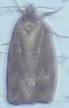 Choristoneura fumiferana (Spruce Budworm Moth)