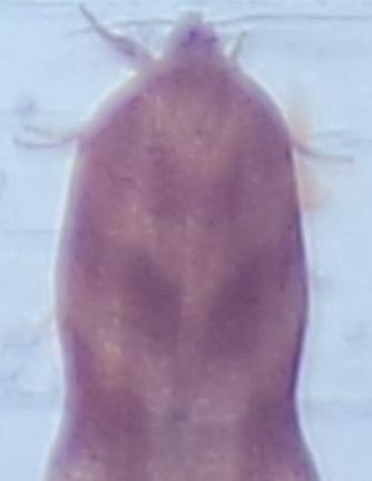Choristoneura rosaceana (Oblique-banded Leafroller)