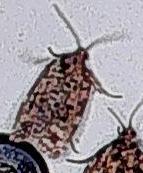 Choristoneura fumiferana (Spruce Budworm Moth)