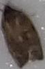 Choristoneura conflictana (Large Aspen Tortrix)