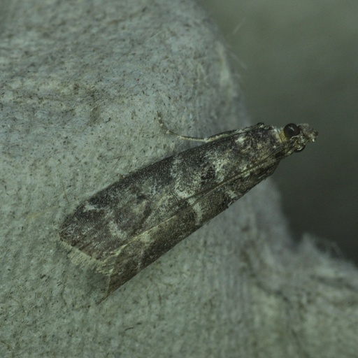 Ortholepis pasadamia (iNaturalist test)