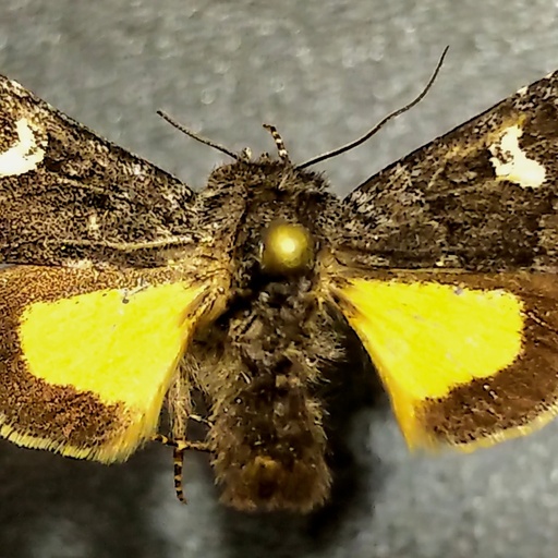 Coranarta luteola (iNaturalist test)