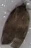 Choristoneura conflictana (Large Aspen Tortrix)