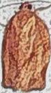 Choristoneura rosaceana (Oblique-banded Leafroller)