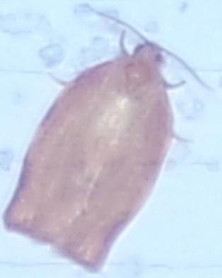 Choristoneura rosaceana (Oblique-banded Leafroller)