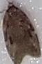 Choristoneura fumiferana (Spruce Budworm Moth)