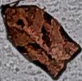 Choristoneura rosaceana (Oblique-banded Leafroller)