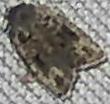 Choristoneura fumiferana (Spruce Budworm Moth)