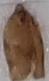 Choristoneura rosaceana (Oblique-banded Leafroller)