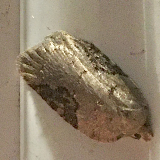 Acleris chalybeana (iNaturalist test)