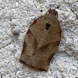 Choristoneura rosaceana (Oblique-banded Leafroller) — iNat (center-crop, downsampled)