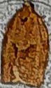 Choristoneura rosaceana (Oblique-banded Leafroller)
