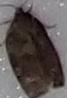 Choristoneura conflictana (Large Aspen Tortrix)