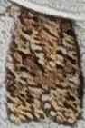 Choristoneura fumiferana (Spruce Budworm Moth)