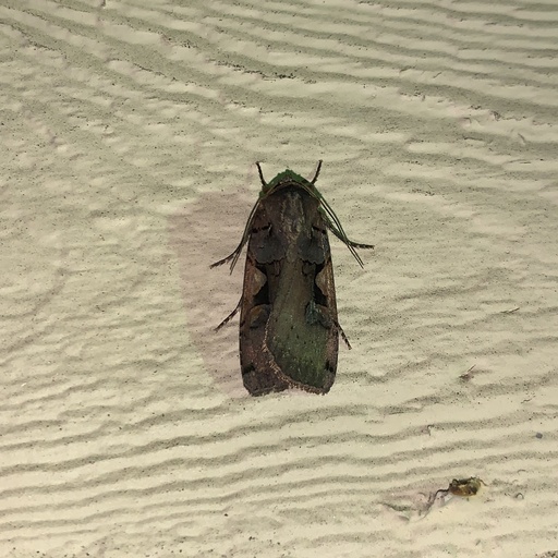 Xestia dolosa (iNaturalist test)
