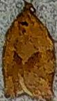 Choristoneura rosaceana (Oblique-banded Leafroller)