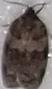 Choristoneura conflictana (Large Aspen Tortrix)