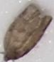 Choristoneura conflictana (Large Aspen Tortrix)