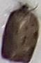 Choristoneura rosaceana (Oblique-banded Leafroller)