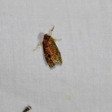 Choristoneura pinus (Jack Pine Budworm Moth) — iNat (center-crop, downsampled)