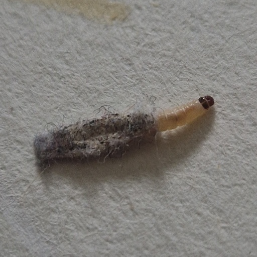 Tinea pellionella (iNaturalist test)