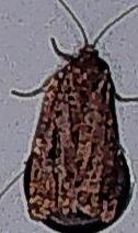 Choristoneura fumiferana (Spruce Budworm Moth)