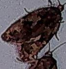 Choristoneura fumiferana (Spruce Budworm Moth)