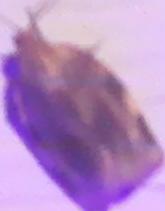 Choristoneura fractivittana (Broken-banded Leafroller)