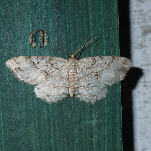 Melanolophia signataria (iNaturalist test)