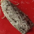 Choristoneura fumiferana (Spruce Budworm Moth) — iNat (center-crop, downsampled)