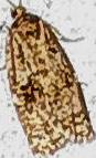 Choristoneura fumiferana (Spruce Budworm Moth)