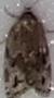 Choristoneura fumiferana (Spruce Budworm Moth)