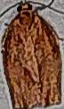Choristoneura rosaceana (Oblique-banded Leafroller)