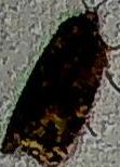 Choristoneura fumiferana (Spruce Budworm Moth)