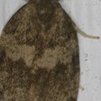 Choristoneura conflictana (Large Aspen Tortrix) — iNat (center-crop, downsampled)