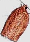 Choristoneura rosaceana (Oblique-banded Leafroller)