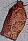 Choristoneura rosaceana (Oblique-banded Leafroller)