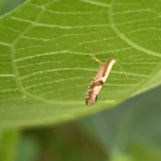 Argyresthia pruniella (iNaturalist test)