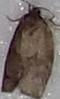 Choristoneura conflictana (Large Aspen Tortrix)