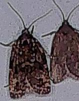Choristoneura fumiferana (Spruce Budworm Moth)