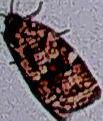 Choristoneura fumiferana (Spruce Budworm Moth)