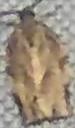 Choristoneura rosaceana (Oblique-banded Leafroller)